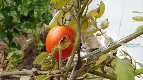 Ripe tomatoes on the vine Stock Footage 260467777