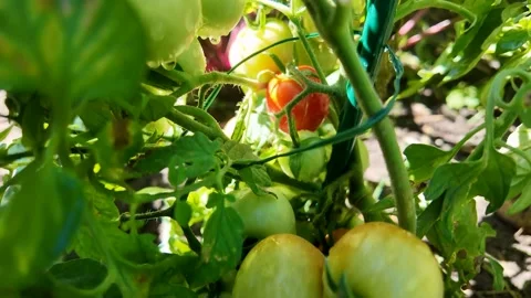 Ripe Tomatoes on Vine Stock Footage 312945140