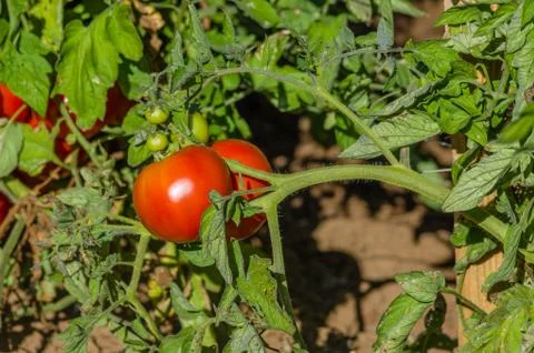 Ripe tomatoes on the vine Stock Photos