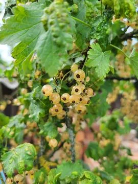 Ripe translucent white currant berries on a branch, natural vitamin products Fotos de archivo