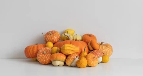 Ripe various pumpkins on white table. Autumn pumpkin harvest.  Stock Photos