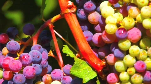 Ripe Vineyard Grapes Stock Footage 545401