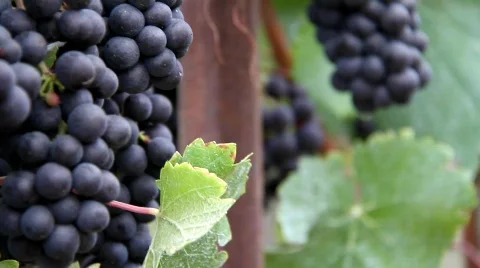 Ripe Vineyard Grapes Stock Footage 846208