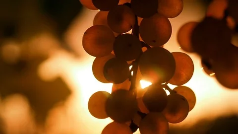 Ripe Vineyard Grapes. Grapes Vineyard Sunset. Tuscany, Italy. Stock-Footage 81793151