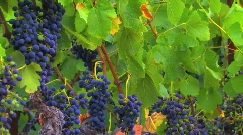 Ripe Vineyard Grapevines Stock Footage 545405
