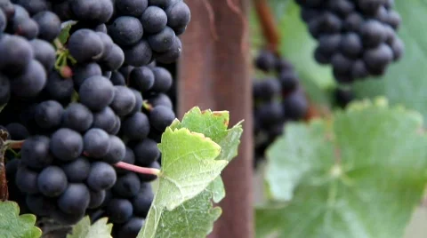 Ripe Vineyards Stock Footage 846211