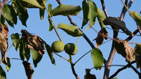 Ripe wallnuts on tree at sunset 스톡 동영상 299204901