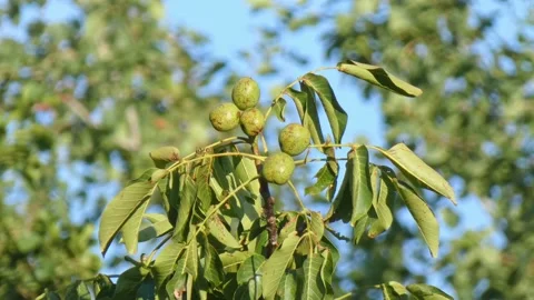 Ripe walnut fruit on branch in fall against blue sky close-up. Harvest time Video stock 212672459