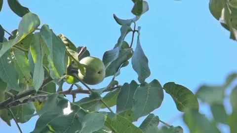 Ripe walnut fruit on branch in fall against blue sky close-up. Harvest time Stock Footage 212673142