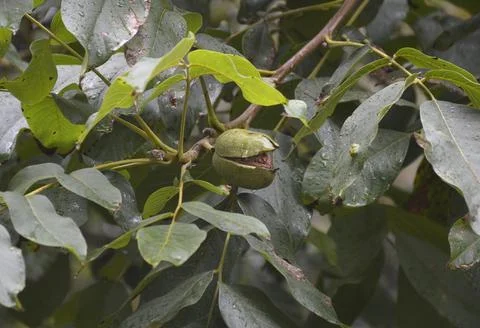 Ripe walnut growing on a tree close-up. Walnuts on a branch. Cracked walnut skin Stock Photos