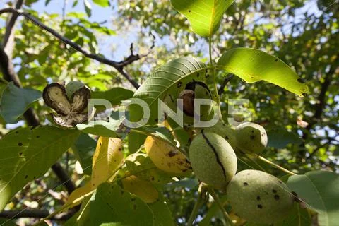 Ripe walnut Stock Photos