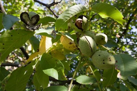 Ripe walnut Stock Photos
