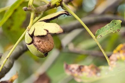 Ripe walnut in a shell on a tree branch. 스톡 사진