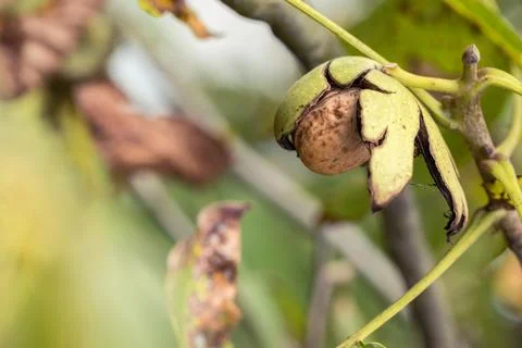 Ripe walnut in a shell on a tree branch. Фото