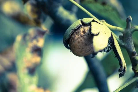 Ripe walnut in a shell on a tree branch. Foto stock