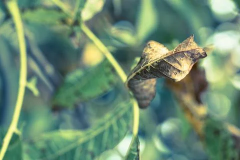 Ripe walnut in a shell on a tree branch. Foto stock