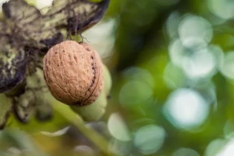 Ripe walnut in a shell on a tree branch. Foto stock