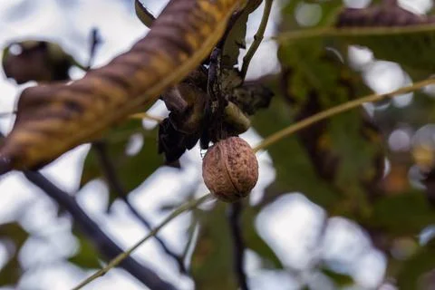 Ripe walnut in a shell on a tree branch. Фото