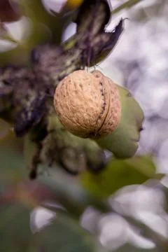 Ripe walnut in a shell on a tree branch. Stock-Fotos