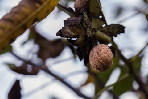 Ripe walnut in a shell on a tree branch. Foto stock