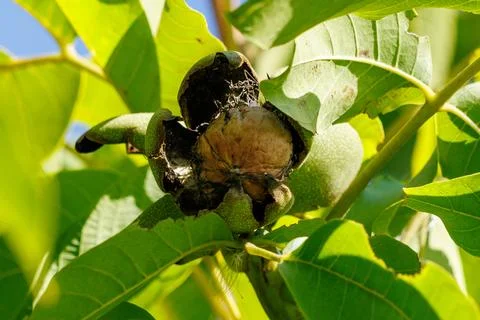 Ripe walnut splits open on tree branch. Green leaves frame the fruit. Stock Photos
