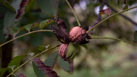 Ripe walnut on a tree. Autumn time Stock Footage 141054758