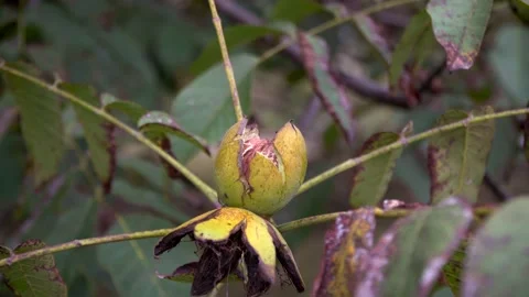 Ripe walnut on a tree. Autumn time close up Stock Footage 141054763