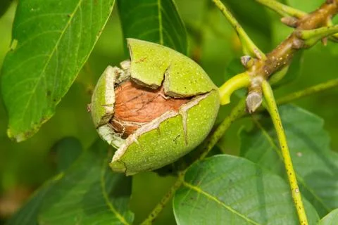 Ripe walnut in a tree Stock Photos