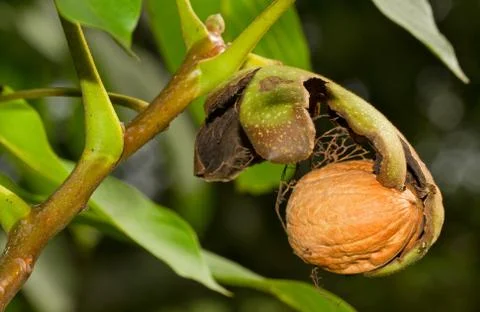 Ripe walnut in a tree Stock Photos