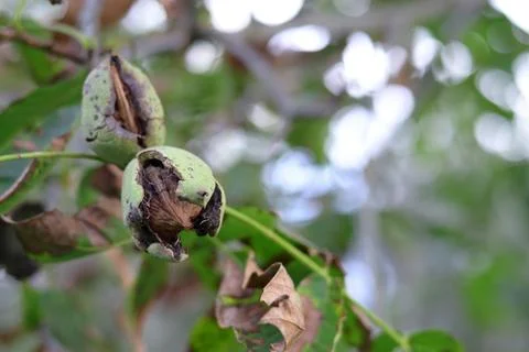 Ripe walnut on the tree. Stock Photos