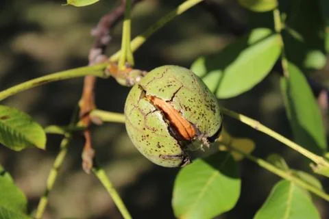 Ripe walnut on a walnut tree Stock Photos