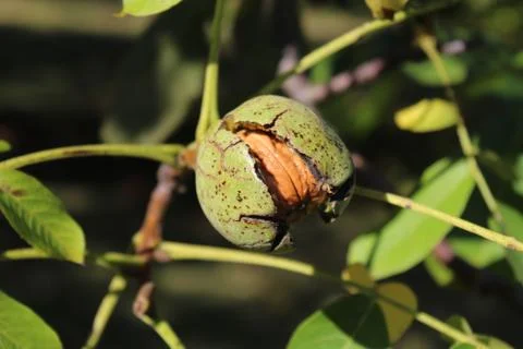 Ripe walnut on a walnut tree Stock Photos