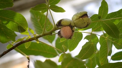 Ripe walnuts in broken peel on branch. Ripe walnut growing on a tree Stock Footage