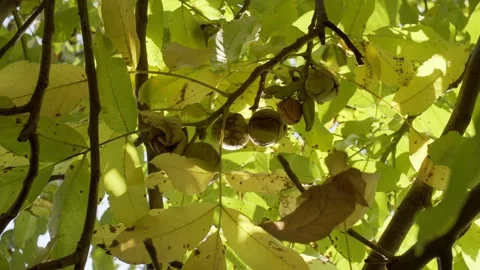 Ripe walnuts in green shells on a autumn walnut tree. Stock Footage 162805523