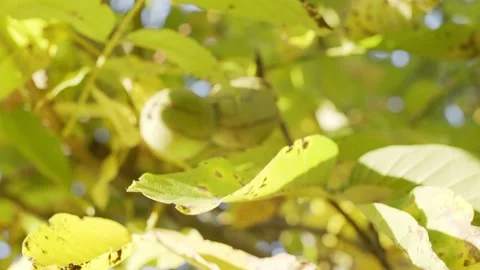Ripe walnuts in green shells on a autumn walnut tree. Stock Footage 162805678
