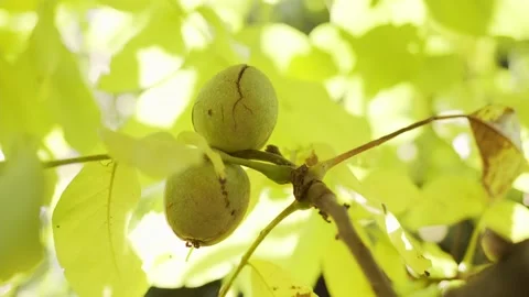 Ripe walnuts in green shells on a autumn walnut tree. Stock Footage 163601985