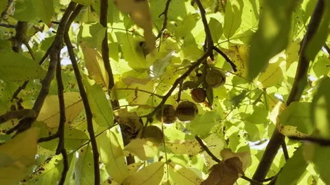 Ripe walnuts in green shells on a autumn walnut tree. Stock Footage 163602576