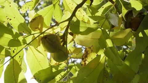 Ripe walnuts in green shells on a autumn walnut tree. Stock Footage 164029177