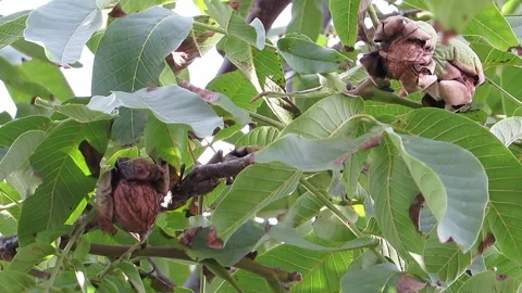 Ripe walnuts hang on the tree Stock Footage 142166121