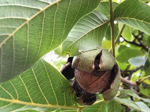 Ripe walnuts hang on a tree. Stock Photos