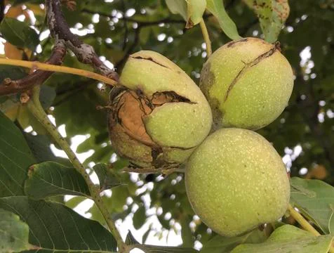 Ripe walnuts hang on a tree. Stock Photos
