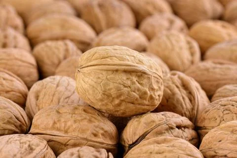 Ripe walnuts Foto stock