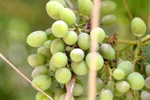 Ripe walnuts' tree background wallpaper Stock Photos