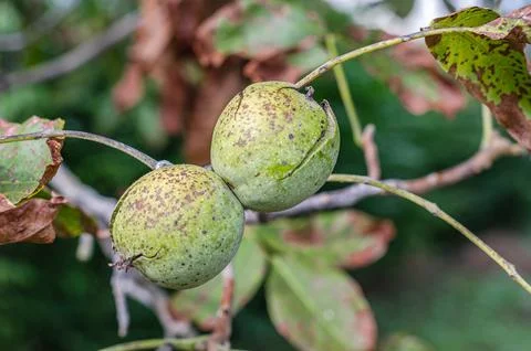 Ripe walnuts on a walnut tree Stock Photos