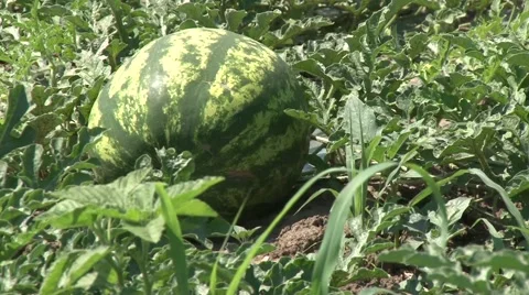 Ripe watermelon in field Stock Footage 56517205