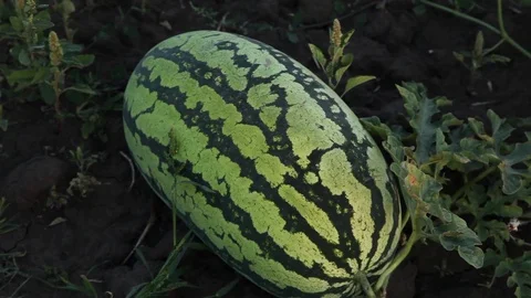 Ripe Watermelon In The Field Stockbeeldmateriaal 95205742