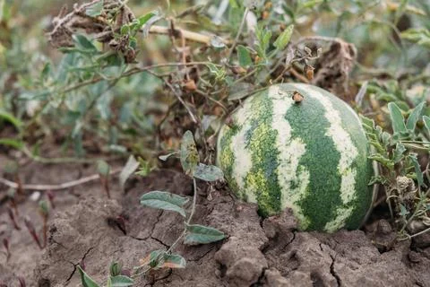 Ripe watermelon on the field. 스톡 사진