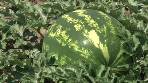 Ripe watermelon Vídeo Stock 56517252