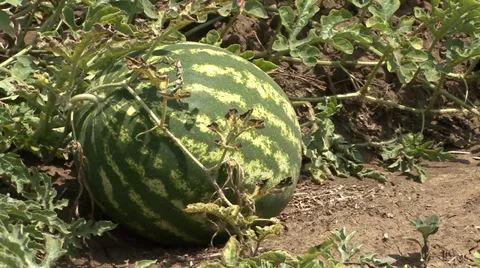 Ripe watermelon on the ground Stock Footage 39670614