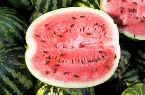 Ripe watermelon Stock Photos